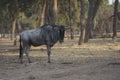 A Blue wildebeest Connochaetes taurinus, also called the common wildebeest Royalty Free Stock Photo