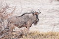 Wildebeest on the plains of Etosha National Park Royalty Free Stock Photo