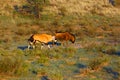 The blue wildebeest Connochaetes taurinus and gemsbok or gemsbuck Oryx gazella are walking in the dried riverbed in the desert