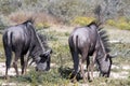 Blue Wildebeest, Connochaetes taurinus, on the grazing, Etosha National Park, Namibia Royalty Free Stock Photo