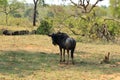 Blue Wildebeest Connochaetes taurinus grazing in Kruger national park, South Africa Royalty Free Stock Photo