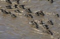 Blue wildebeest, connochaetes taurinus, Herd crossing Mara River during Miration, Masai Mara Park in Kenya Royalty Free Stock Photo