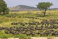 Blue Wildebeest, connochaetes taurinus, Herd migrating, Masai Mara Park in Kenya