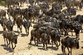 Blue Wildebeest, connochaetes taurinus, Herd Migrating, Masai Mara Park in Kenya