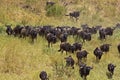Blue Wildebeest, connochaetes taurinus, Herd Migrating, Masai Mara Park in Kenya