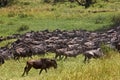 Blue Wildebeest, connochaetes taurinus, Herd migrating, Masai Mara Park in Kenya
