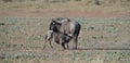 Blue Wildebeest (Connochaetes taurinus) Kgalagadi Transfrontier Park, South Africa Royalty Free Stock Photo