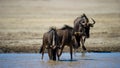 Blue Wildebeest (Connochaetes taurinus) Kgalagadi Transfrontier Park, South Africa Royalty Free Stock Photo