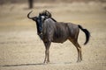 Blue Wildebeest (Connochaetes taurinus) Kgalagadi Transfrontier Park, South Africa Royalty Free Stock Photo