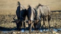 Blue Wildebeest (Connochaetes taurinus) Kgalagadi Transfrontier Park, South Africa Royalty Free Stock Photo