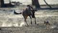 Blue Wildebeest (Connochaetes taurinus) Kgalagadi Transfrontier Park, South Africa Royalty Free Stock Photo