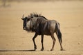 Blue wildebeest ( Connochaetes taurinus ) Kgalagadi Transfrontier Park, South Africa Royalty Free Stock Photo