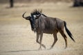 Blue Wildebeest (Connochaetes taurinus) Kgalagadi Transfrontier Park, South Africa Royalty Free Stock Photo