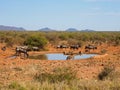 Blue wildebeest, Connochaetes taurinus. Madikwe Game Reserve, South Africa