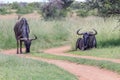 Blue wildebeest Connochaetes taurinus