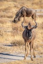 Blue wildebeest (Connochaetes taurinus) standing in the savannah, Etosha National Park, Namibia. Royalty Free Stock Photo