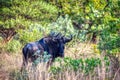 Blue wildebeest in the bush Royalty Free Stock Photo