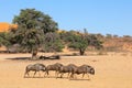 Blue wildebeest walking in a dry riverbed, Kalahari desert, South Africa Royalty Free Stock Photo