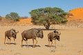 Blue wildebeest walking in a dry riverbed, Kalahari desert, South Africa Royalty Free Stock Photo