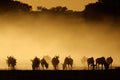 Blue wildebeest in dust