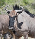 Blue wildebeest in etoscha national park in Namibia Royalty Free Stock Photo
