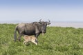 Blue Wildebeest female with newborn calf