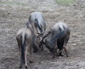 Blue wildebeest fighting Royalty Free Stock Photo