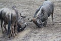 Blue wildebeest fighting Royalty Free Stock Photo