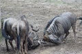 Blue wildebeest fighting Royalty Free Stock Photo