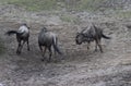 Blue wildebeest fighting Royalty Free Stock Photo