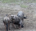 Blue wildebeest fighting Royalty Free Stock Photo