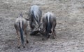 Blue wildebeest fighting Royalty Free Stock Photo