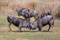 Wildebeest fighting in front of herd in southern Africa Royalty Free Stock Photo