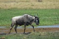 Blue Wildebeest, Gnoe, Connochaetes taurinus Royalty Free Stock Photo