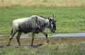 Blue Wildebeest, Gnoe, Connochaetes taurinus Royalty Free Stock Photo
