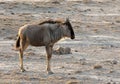 Blue Wildebeest, Gnoe, Connochaetes taurinus Royalty Free Stock Photo