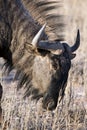 Blue wildebeest or gnu