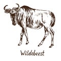 Blue wildebeest gnu antelope standing, hand drawn doodle, sketch