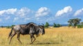 Blue wildebeest gnu antelope walking through open grassland with trees and clouds . Generative Ai Royalty Free Stock Photo