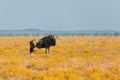 Blue Wildebeest Gnu, Namibia Africa wildlife safari Royalty Free Stock Photo