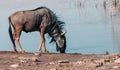 Blue Wildebeest Gnu, Namibia Africa wildlife safari Royalty Free Stock Photo