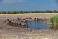 Blue Wildebeest Gnu, Namibia Africa wildlife safari Royalty Free Stock Photo