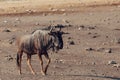 Blue Wildebeest Gnu, Namibia Africa wildlife safari Royalty Free Stock Photo