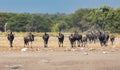 Blue Wildebeest Gnu, Namibia Africa wildlife safari Royalty Free Stock Photo