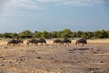 Blue Wildebeest Gnu, Namibia Africa wildlife safari Royalty Free Stock Photo