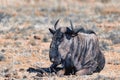 Blue Wildebeest Gnu, Pilanesberg Africa wildlife safari Royalty Free Stock Photo