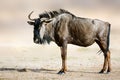 Blue wildebeest, gnu, side portrait standing in the warm soft morning light. Royalty Free Stock Photo