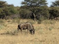 Wildebeest grazing in African bush-veld and grassland landscape with acacia trees at Okonjima Nature Reserve, Namibia Royalty Free Stock Photo