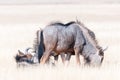 Blue wildebeest grazing and lying in grass Royalty Free Stock Photo