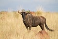 Blue wildebeest Royalty Free Stock Photo